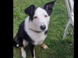 Chien Border Collie de 4 ans en attente d'adoption