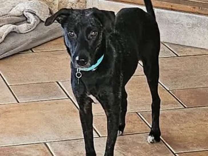 Chiot femelle noir prêt pour l’adoption