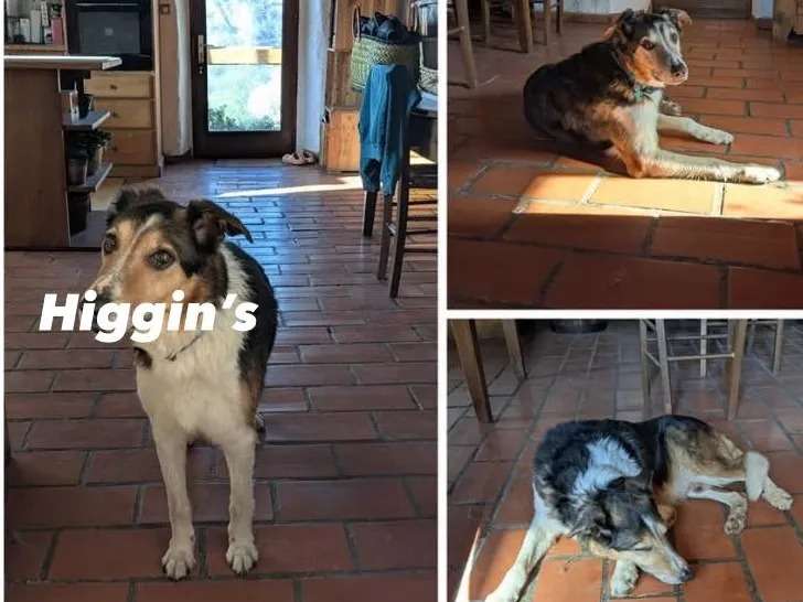 Chien tricolore en attente d’une famille