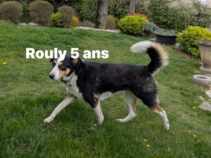 Chien âgé de 5 ans à accueillir