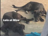 2 chiots femelles de 11 mois en quête d’un foyer