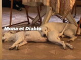 Adoption disponible : chiots mâles blancs