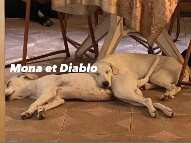 Adoption disponible : chiots mâles blancs