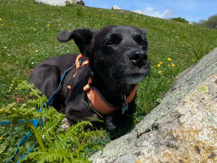 Chienne de 2 ans à la recherche d'une famille