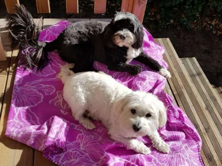 En attente d'adoption, chiens adultes