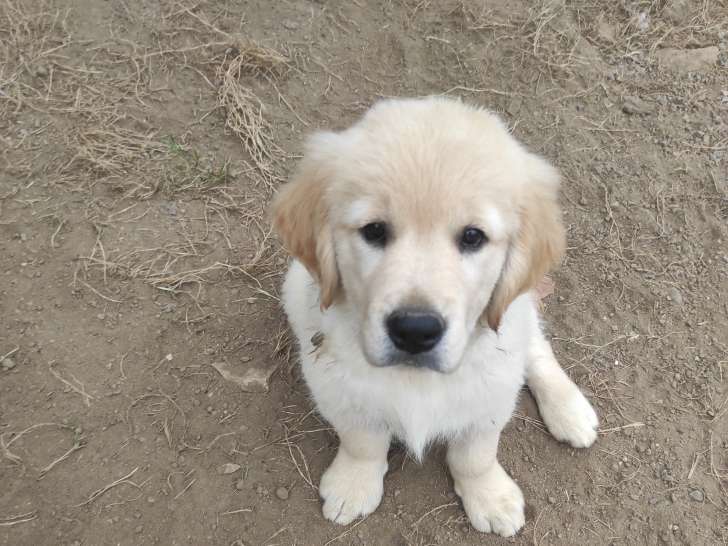 Chiots Golden Retriever LOF à vendre