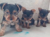 Chiots de type Yorkshire Terrier à vendre (2 femelles & 3 mâles)
