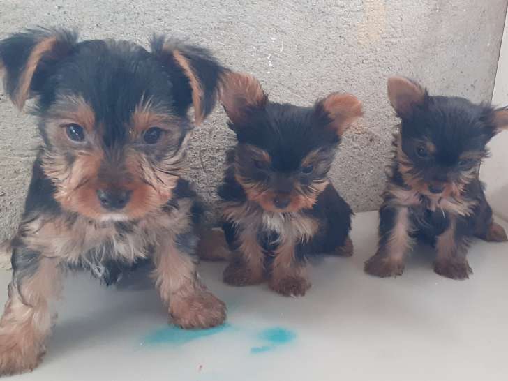 Chiots de type Yorkshire Terrier à vendre (2 femelles & 3 mâles)