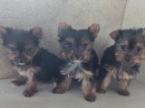 Chiots de type Yorkshire Terrier à vendre (2 femelles & 1 mâle )