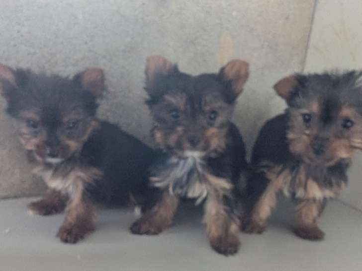 Chiots de type Yorkshire Terrier à vendre (2 femelles & 1 mâle )