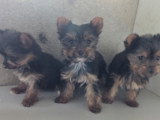 Chiots de type Yorkshire Terrier à vendre (2 femelles & 1 mâle )