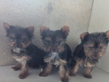 Chiots de type Yorkshire Terrier à vendre (2 femelles & 1 mâle )