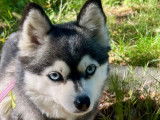 Femelle Pomsky Toy adulte à vendre