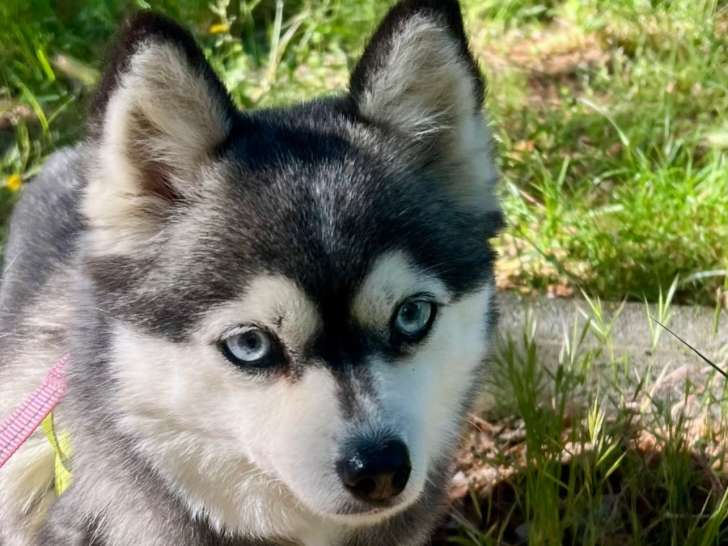 Femelle Pomsky Toy adulte à vendre