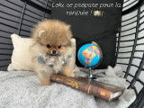 Chiots Spitz Nains de lignées de multichampions à vendre
