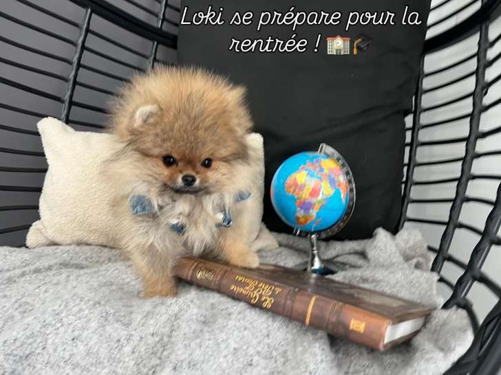 Chiots Spitz Nains de lignées de multichampions à vendre