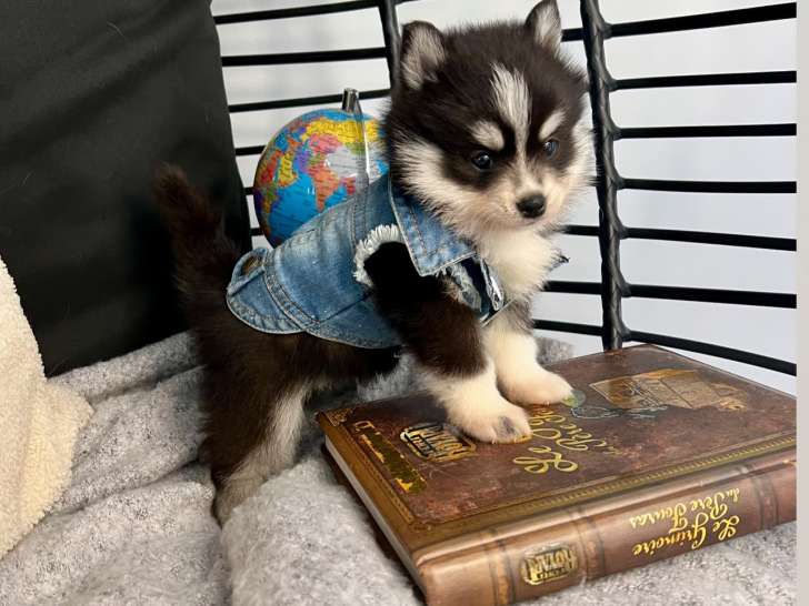 Chiot Pomsky toy de lignée américaine à vendre