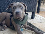 Chiot Amstaff à vendre