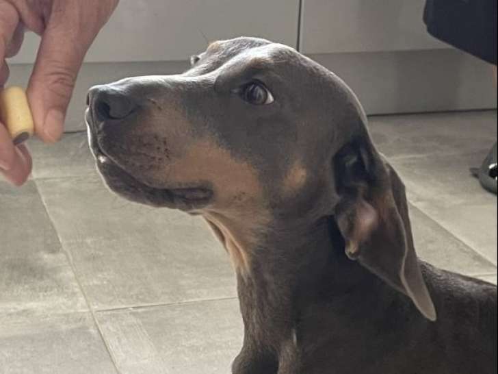 Mâle Teckel bleu disponible pour saillie