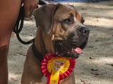 Femelle Cane Corso disponible pour saillie