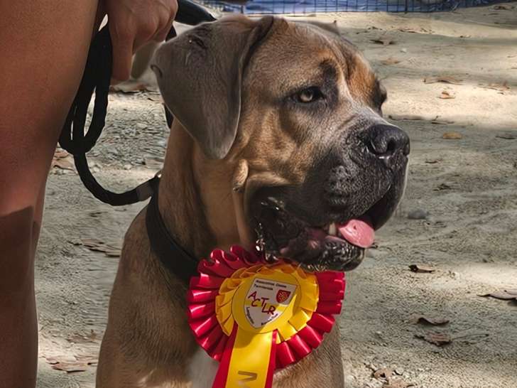 Femelle Cane Corso disponible pour saillie