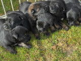 Chiots Berger Belge Malinois LOF à réserver (7 mâles et 4 femelles)