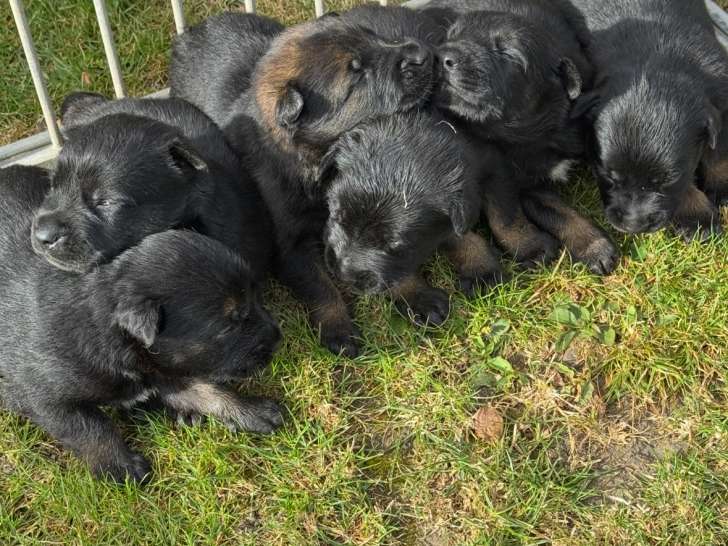 Chiots Berger Belge Malinois LOF à réserver (7 mâles et 4 femelles)
