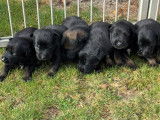 Chiots Berger Belge Malinois LOF à réserver (7 mâles et 4 femelles)