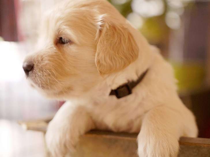 Chiots golden retriever LOF