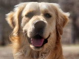 Chiots golden retriever LOF