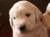 Chiots golden retriever LOF