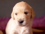 Chiots golden retriever LOF