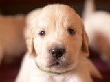 Chiots golden retriever LOF