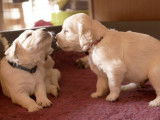 Chiots golden retriever LOF