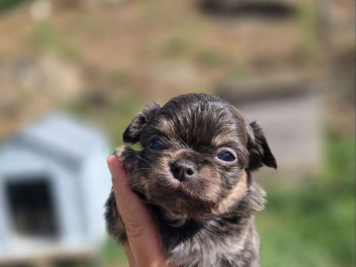 Chiot Chihuahua à poil long à vendre