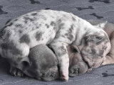 Chiots de type Bouledogues Français à vendre