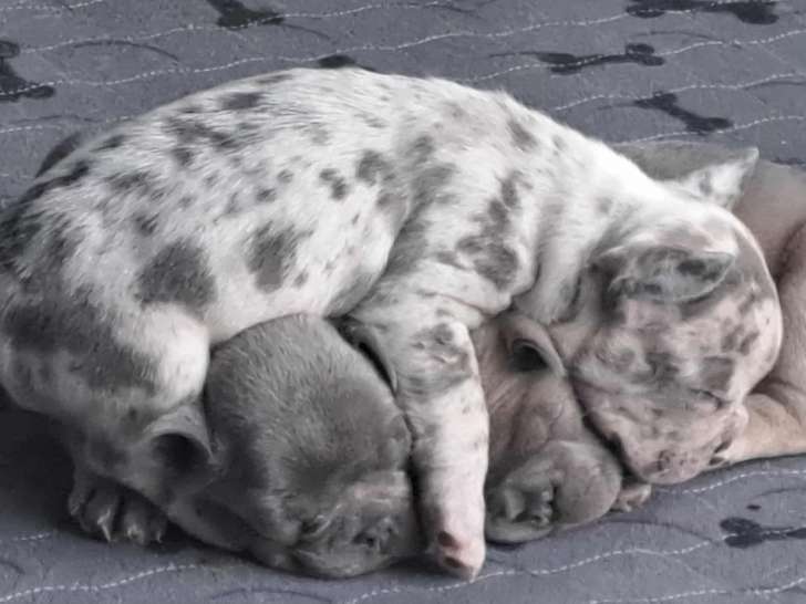 Chiots de type Bouledogues Français à vendre