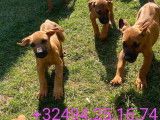 Chiots Rhodesian Ridgeback avec pedigree disponibles