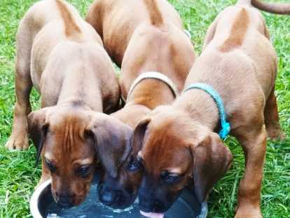 Chiots Rhodesian Ridgeback avec pedigree disponibles