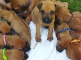 Chiots Rhodesian Ridgeback avec pedigree disponibles