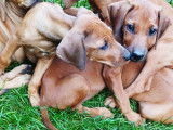 Chiots Rhodesian Ridgeback avec pedigree disponibles