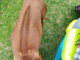 Chiots Rhodesian Ridgeback avec pedigree disponibles