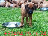 Chiots Rhodesian Ridgeback avec pedigree disponibles
