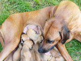 Chiots Rhodesian Ridgeback avec pedigree disponibles