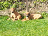 Chiots Rhodesian Ridgeback avec pedigree disponibles