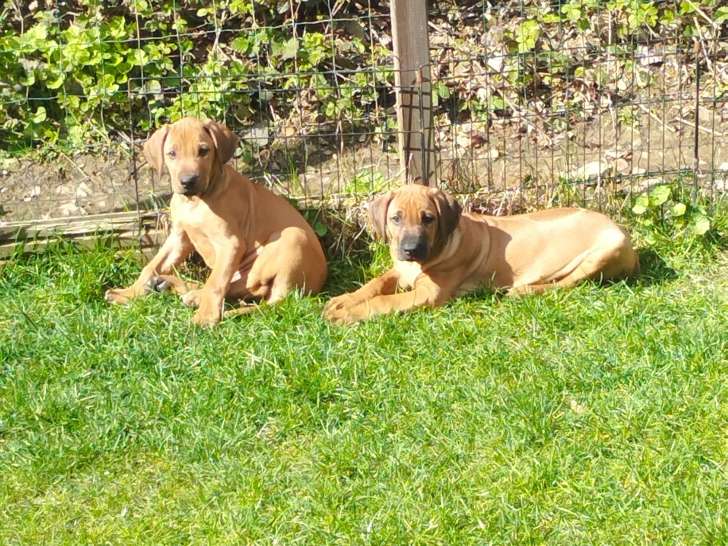 Chiots Rhodesian Ridgeback avec pedigree disponibles