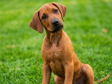 Chiot Rhodesian Ridgeback avec pedigree disponible