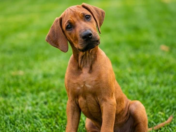 Chiot Rhodesian Ridgeback avec pedigree disponible