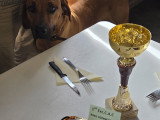 Chiot Rhodesian Ridgeback avec pedigree disponible