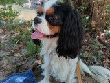 Cavalier King Charles tricolore cherche jeune chienne pour saillie